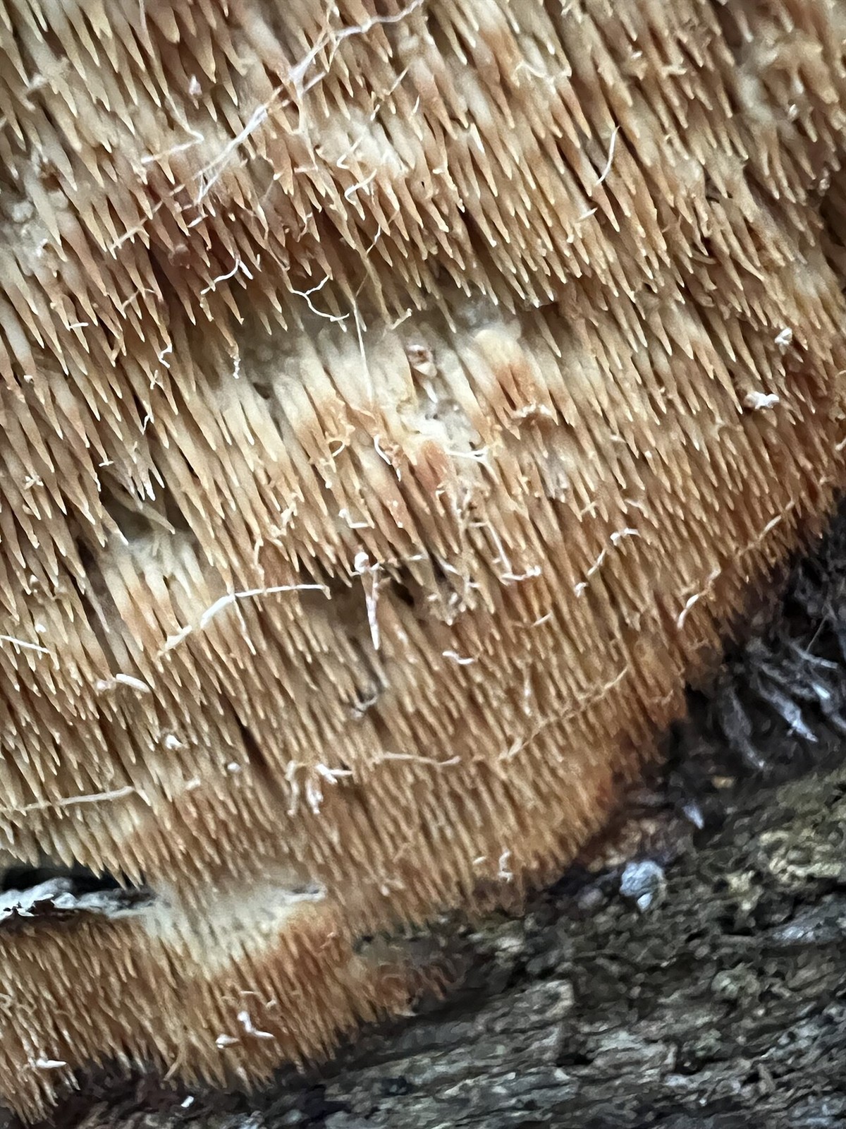 Ochre spreading tooth – Steccherinum ochraceum