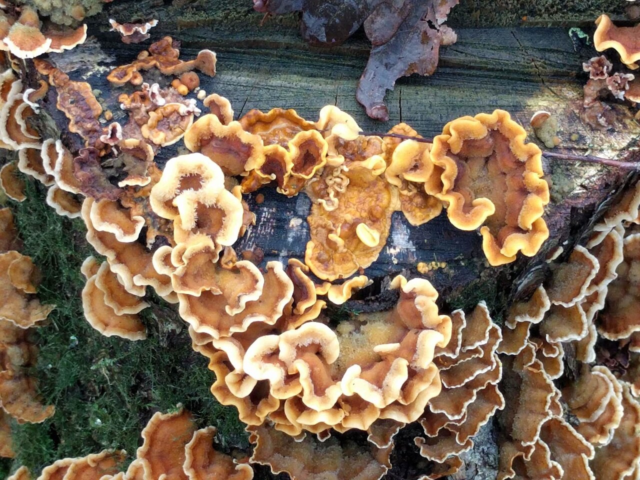 Dlakava slojevka – Stereum hirsutum