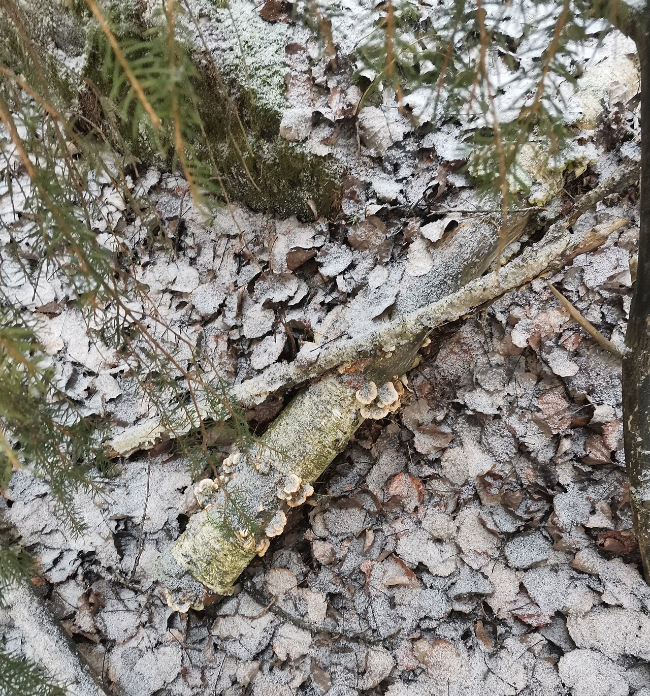 Baršunasta slojevka – Stereum subtomentosum