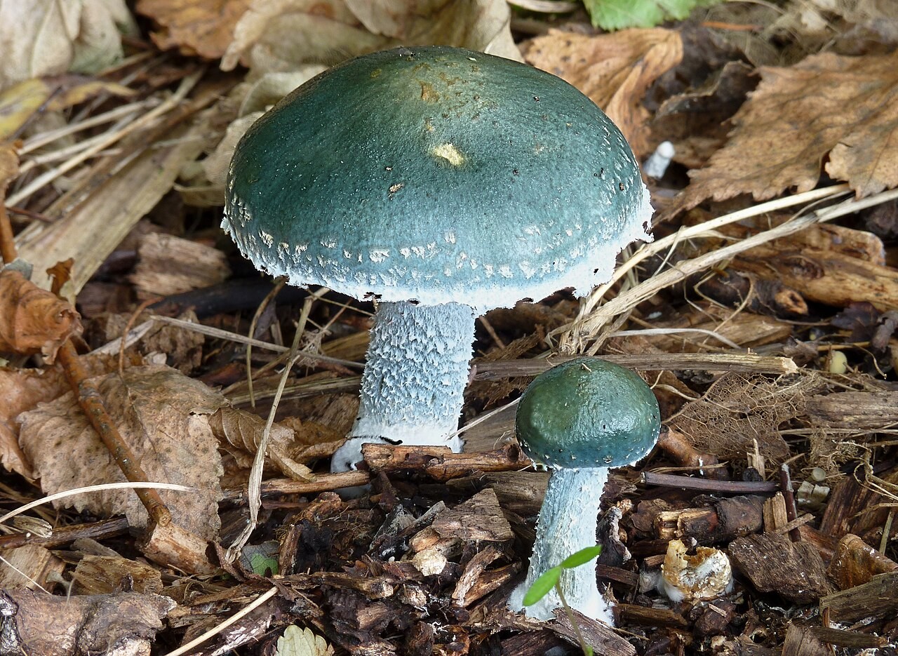 Verdigris agaric – Stropharia aeruginosa