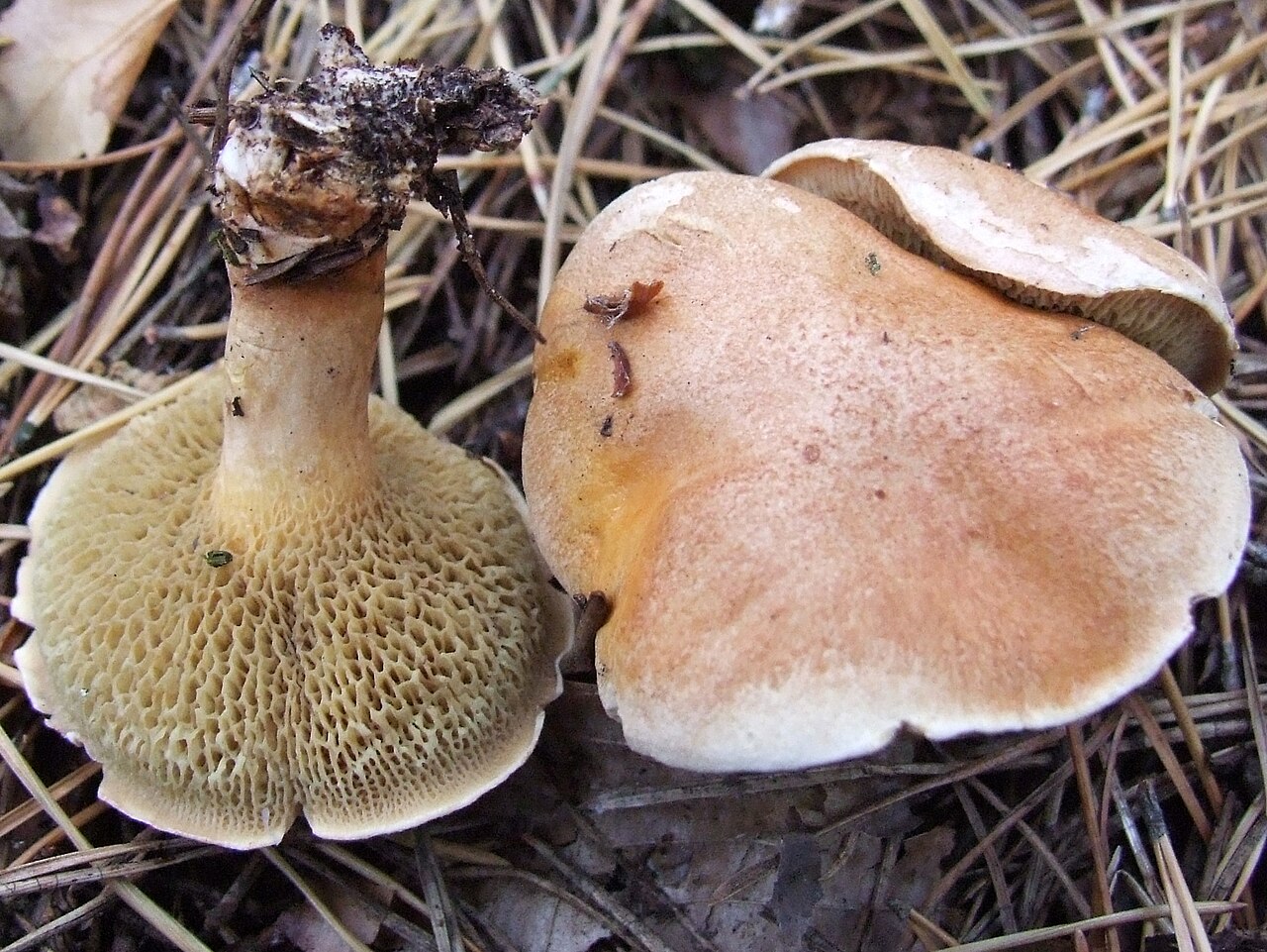 Kuhröhrling – Suillus bovinus
