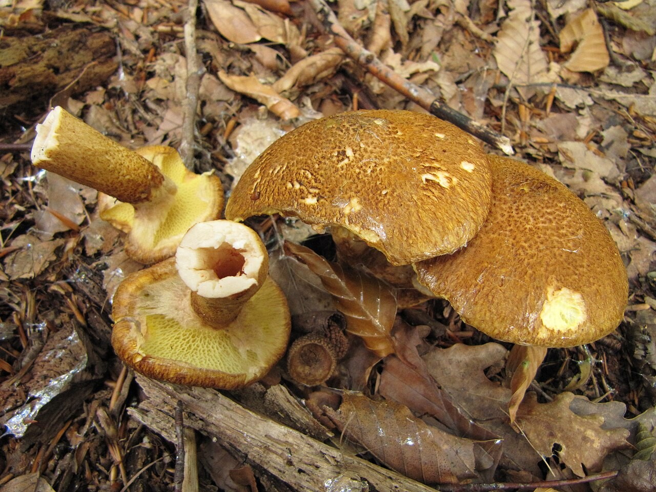 Hohlfußröhrling – Suillus cavipes