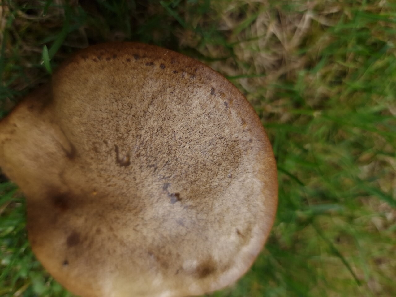 Suillus collinitus – Suillus collinitus