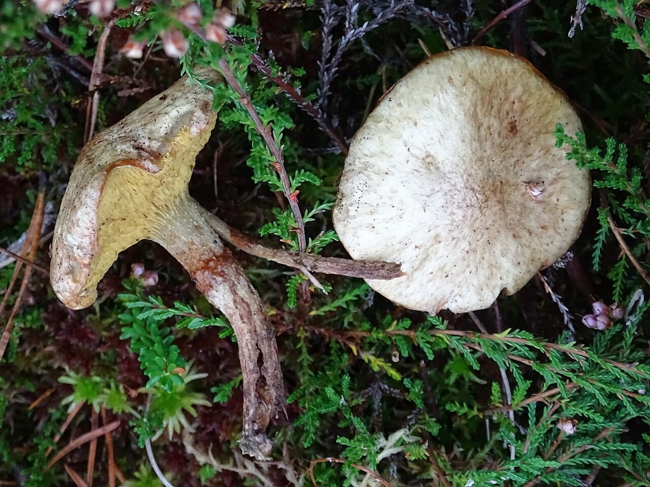 Rumena lupljivka – Suillus flavidus