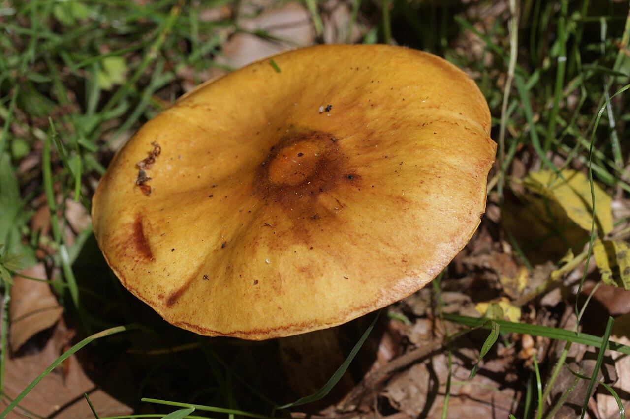 Gold-Röhrling