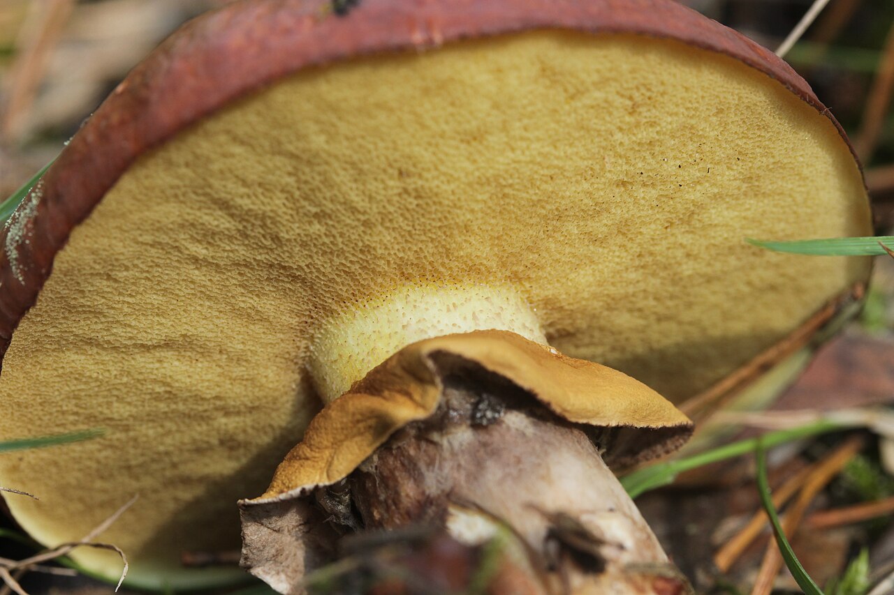 Butterpilz