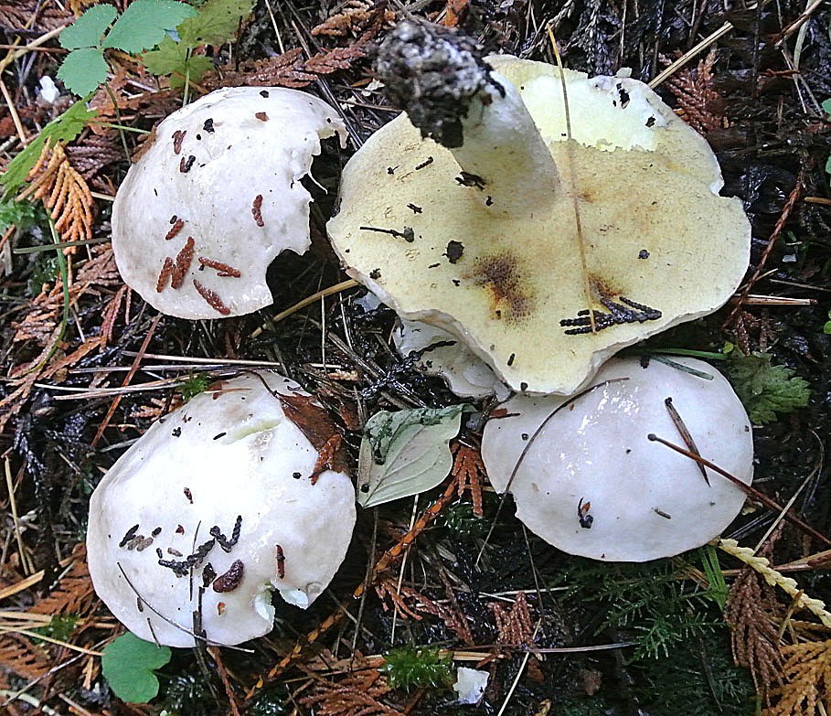 Bela lupljivka – Suillus placidus