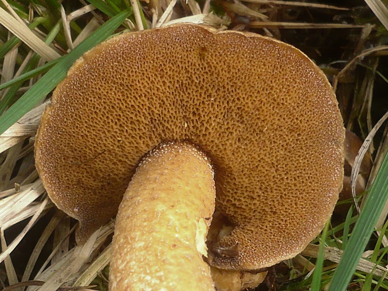 Limbarova slinavka – Suillus plorans