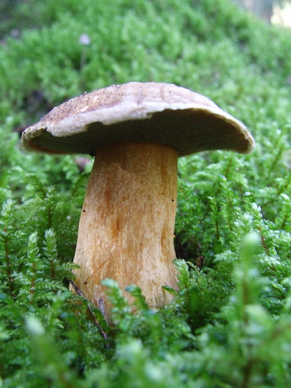 Sand-Röhrling – Suillus variegatus