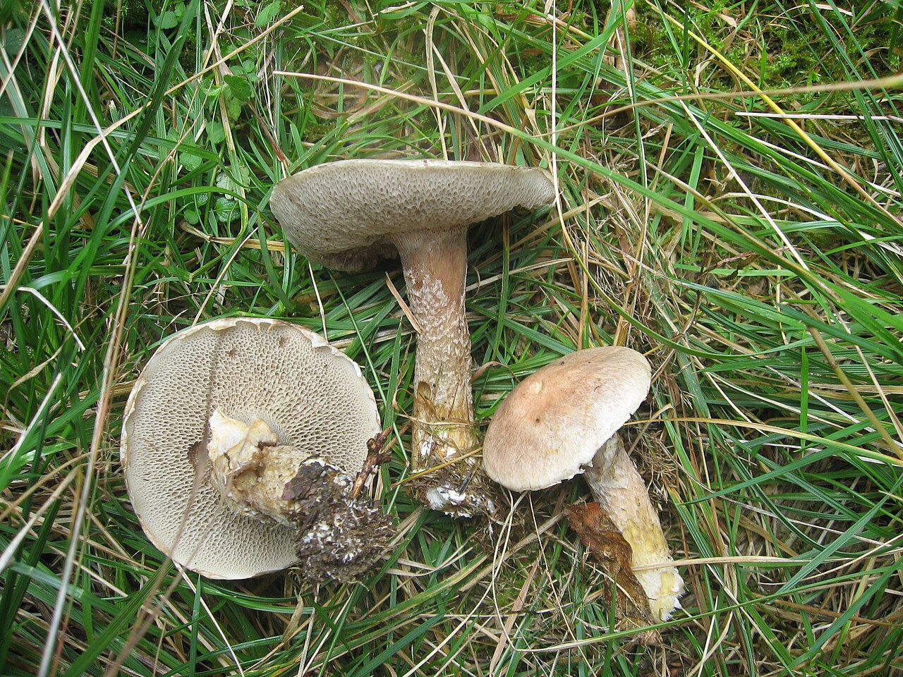 Siva lupljivka – Suillus viscidus
