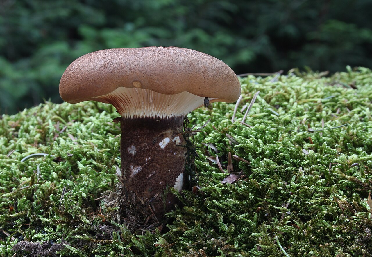 Samtfußkrempling – Tapinella atrotomentosa