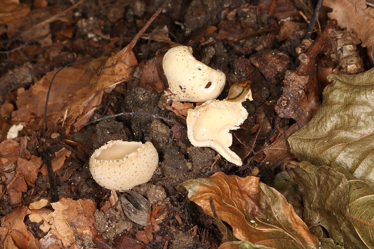 Pecljata torilka – Tarzetta cupularis