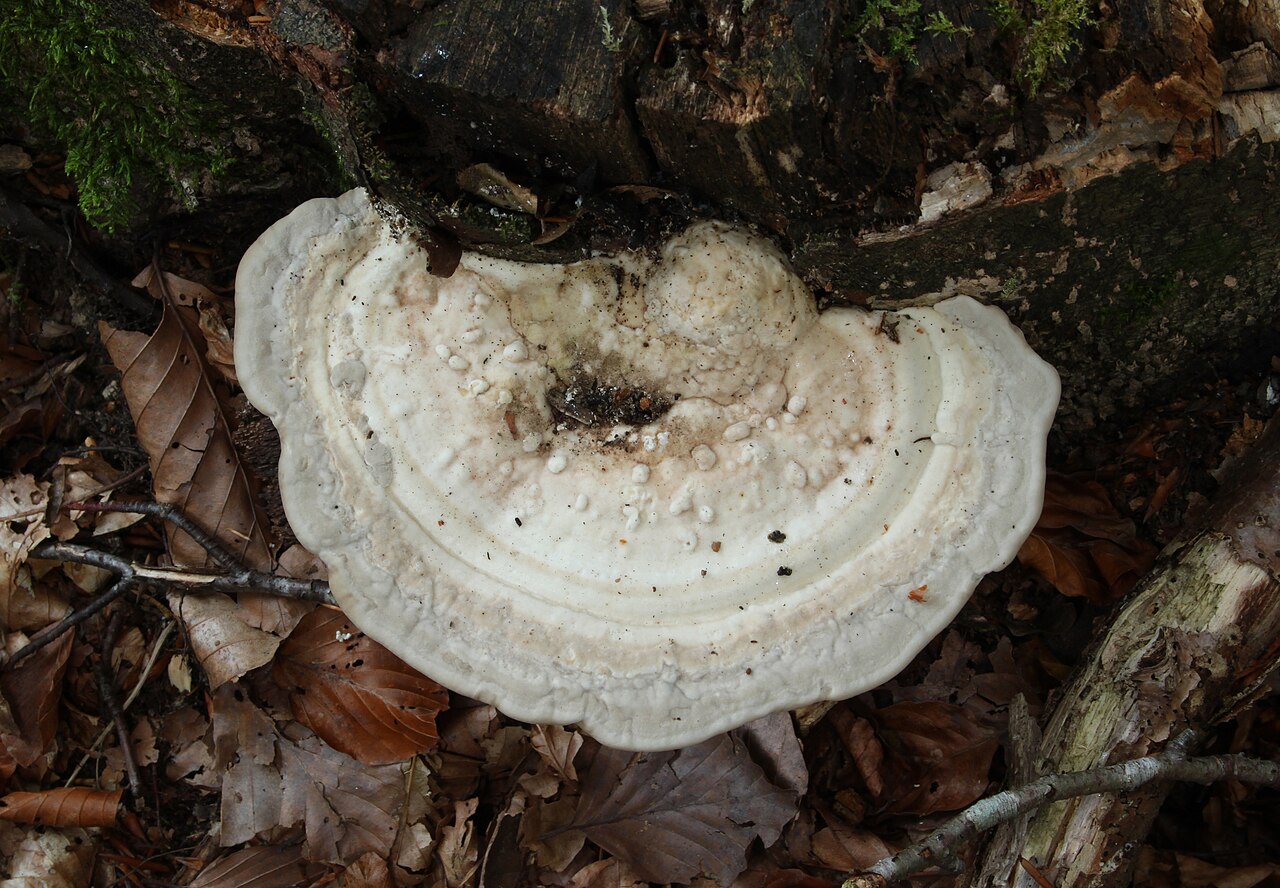 Lumpy bracket – Trametes gibbosa
