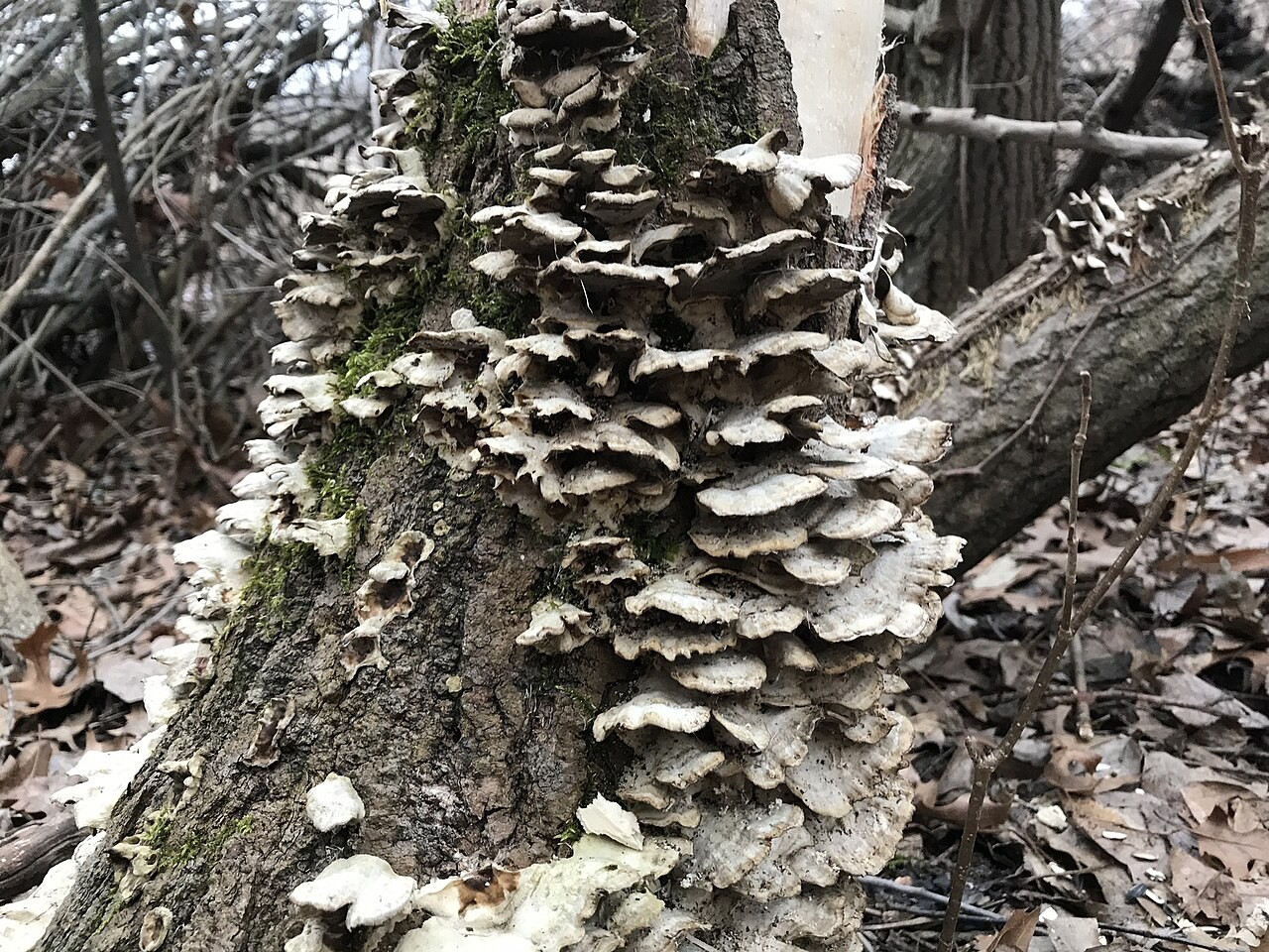 Hairy bracket – Trametes hirsuta