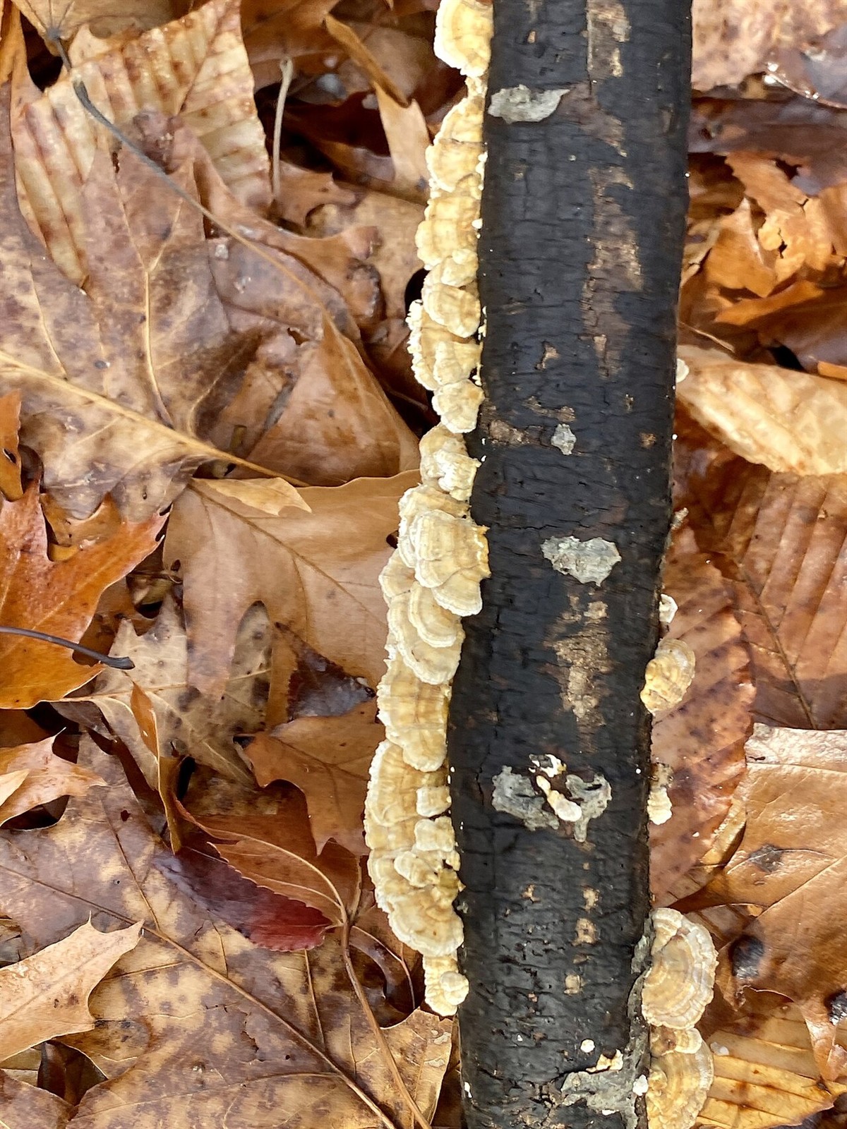 Ochre bracket – Trametes ochracea