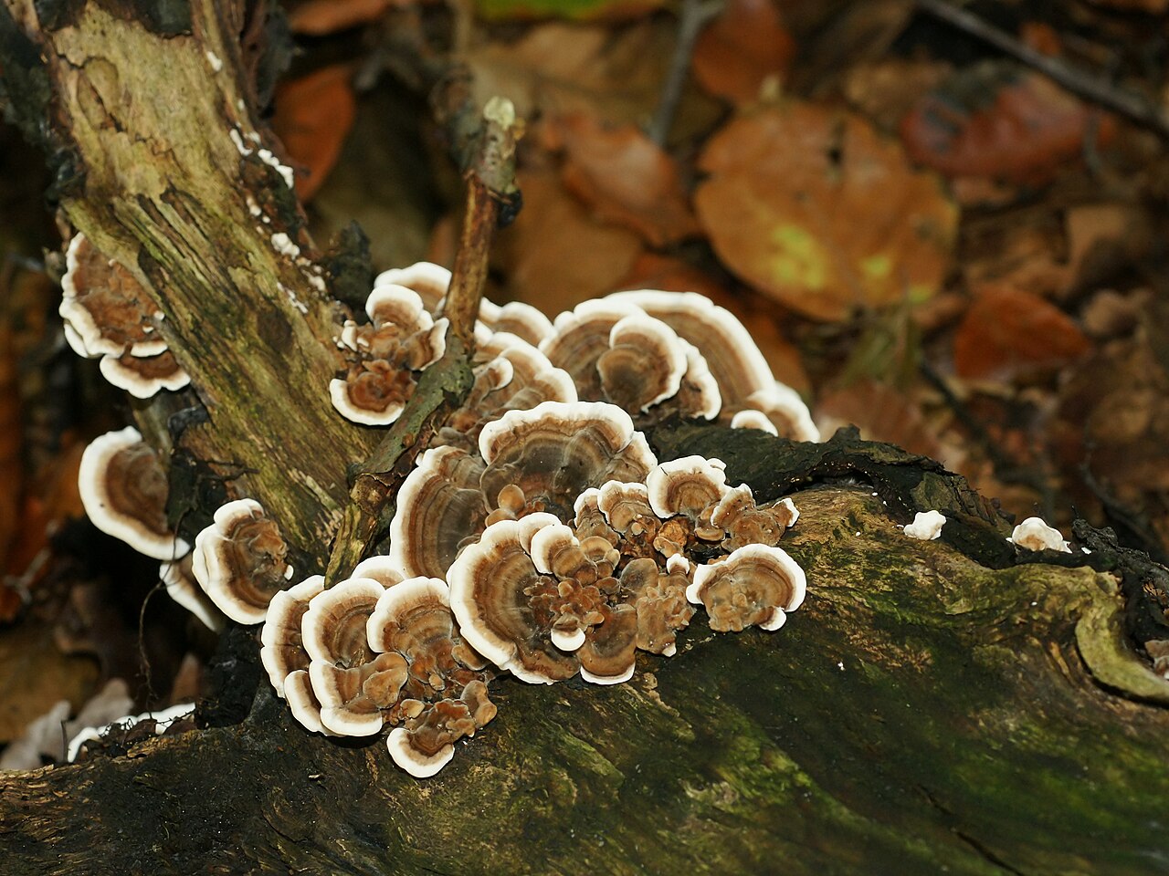 Turkey tail – Trametes versicolor