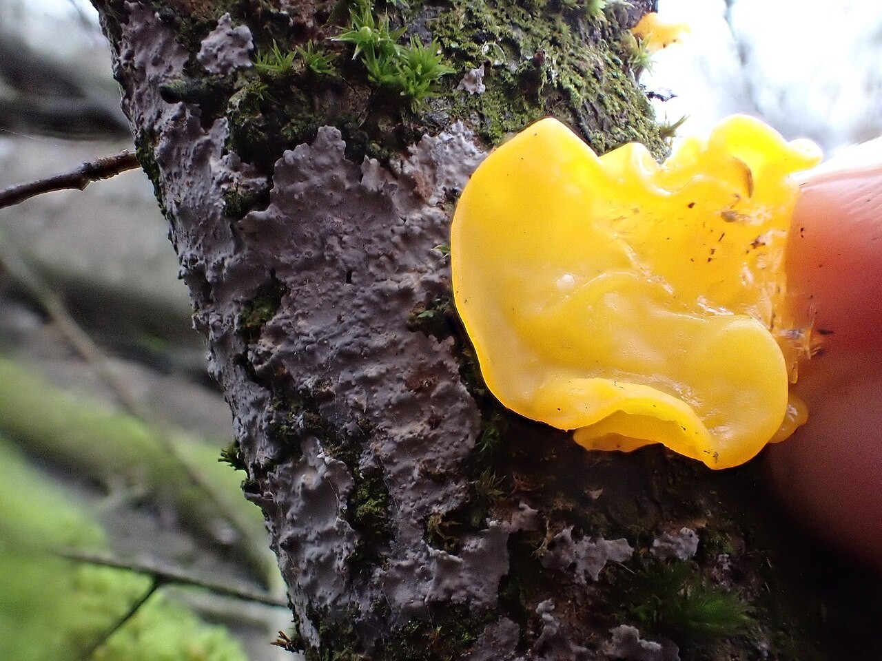 Rumena drhtavka – Tremella mesenterica