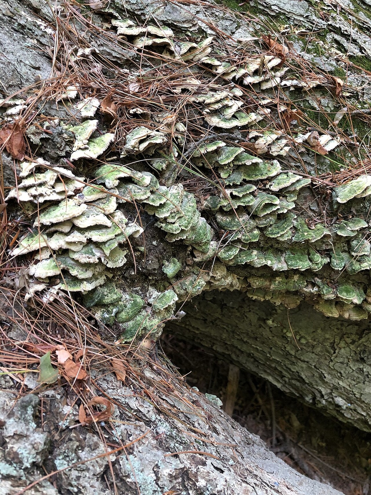Purplepore bracket – Trichaptum abietinum