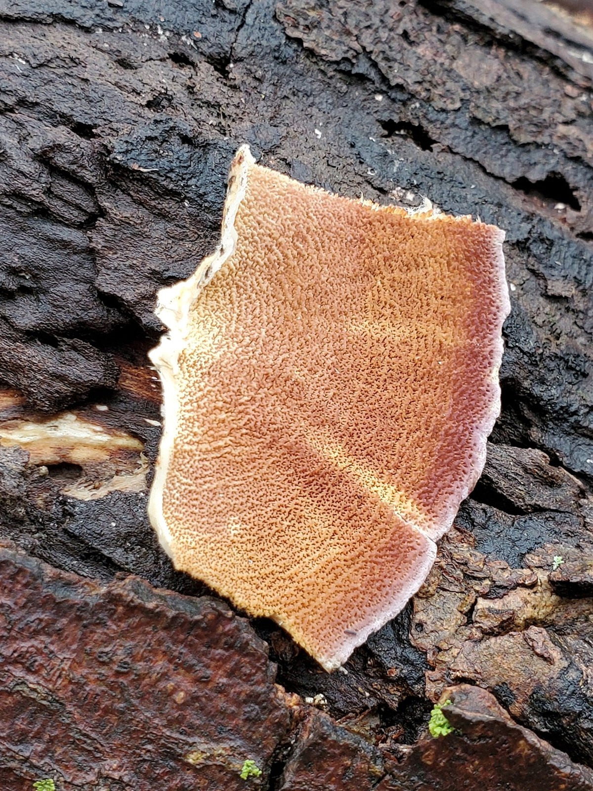 Violet-toothed polypore – Trichaptum biforme