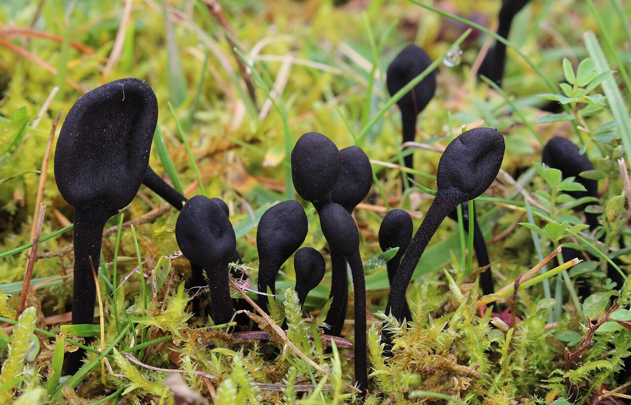 Haarige Erdzunge – Trichoglossum hirsutum