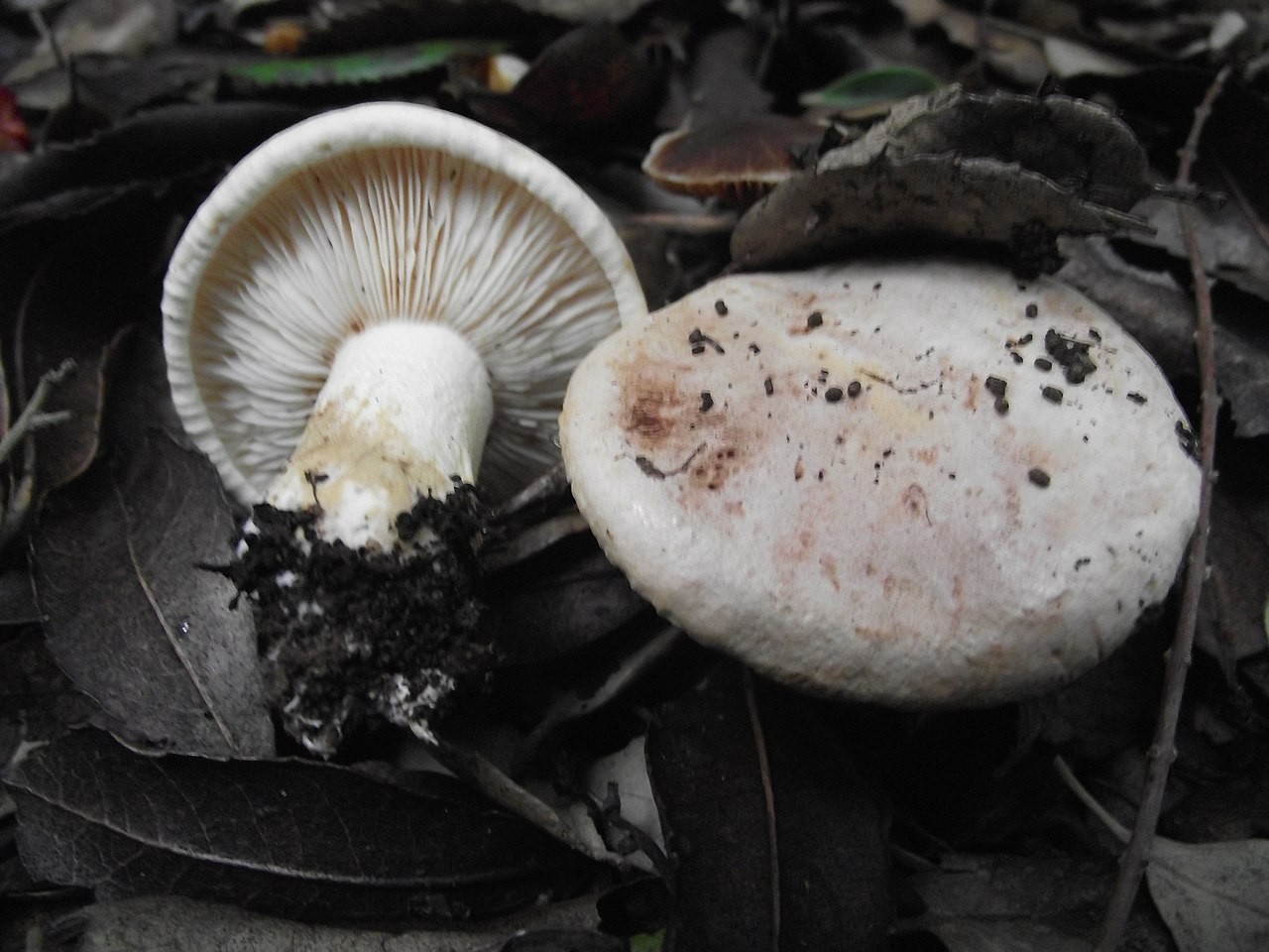 Gerippter Ritterling – Tricholoma acerbum