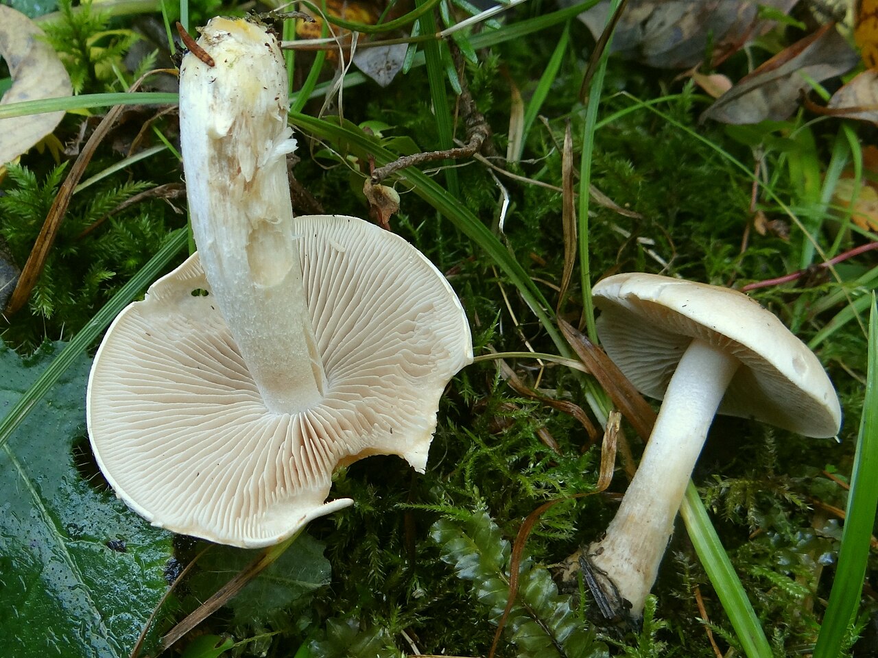 Weißer Ritterling – Tricholoma album