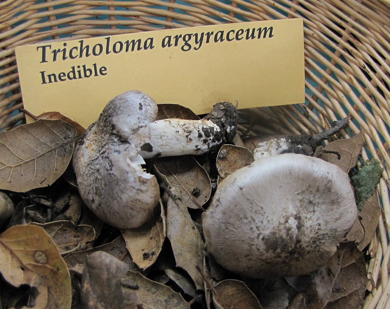 Silbergrauer Ritterling – Tricholoma argyraceum