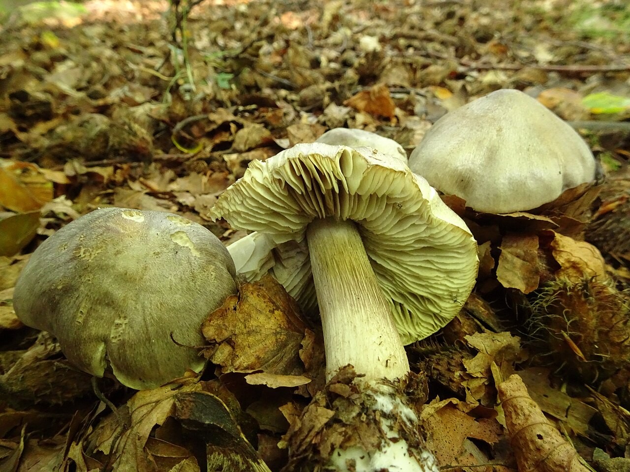 Schwarzschuppiger Ritterling – Tricholoma atrosquamosum