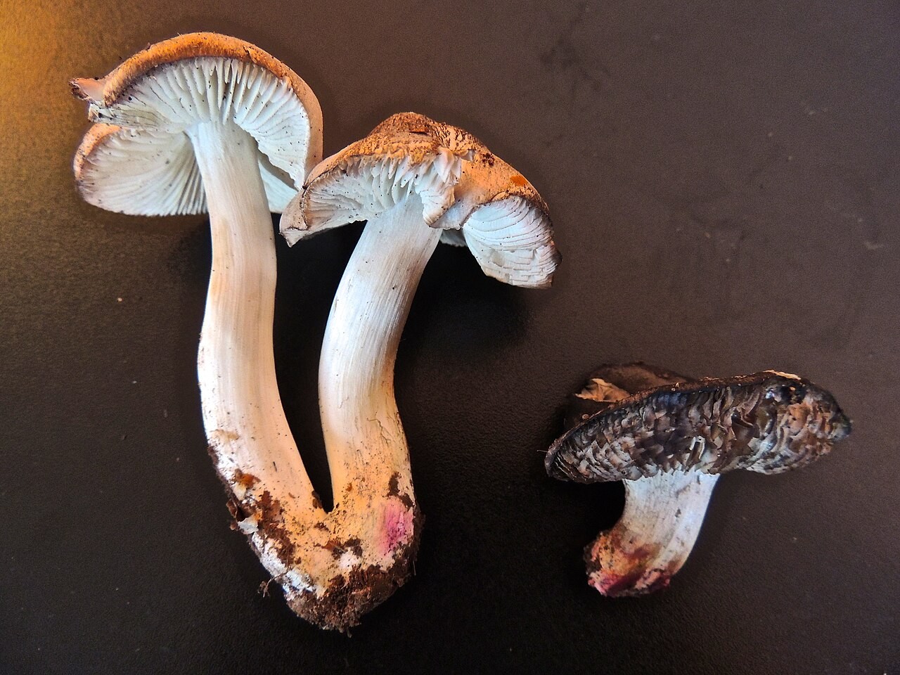 Rotbasiger Ritterling – Tricholoma basirubens