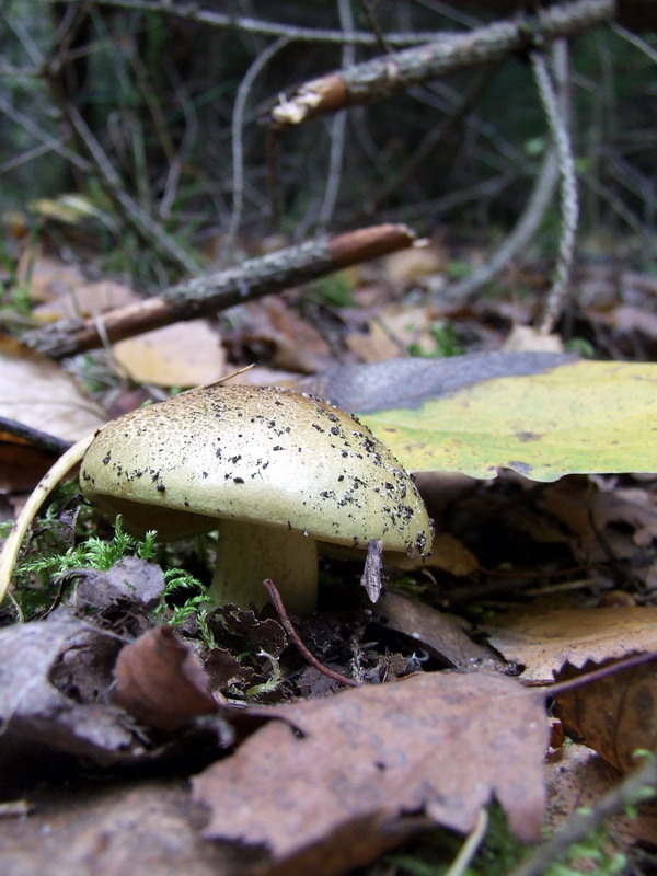 Grünling – Tricholoma equestre