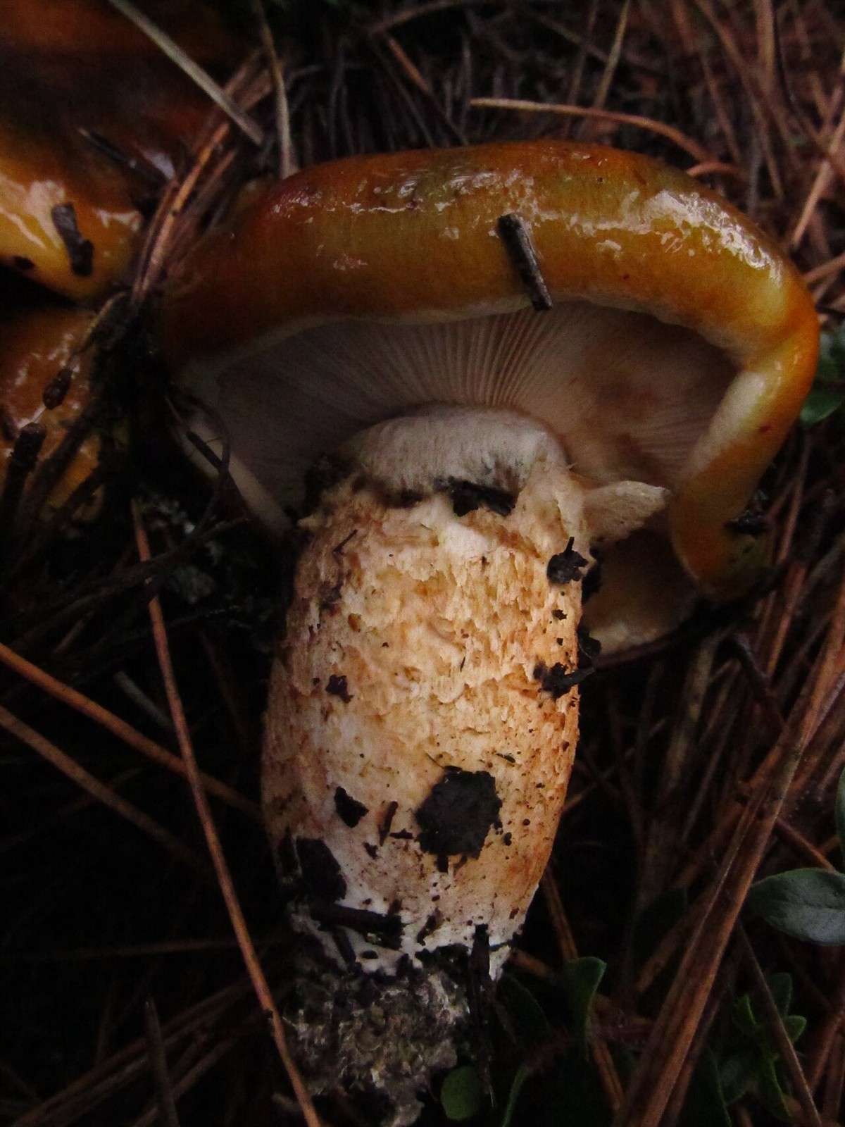 Collared knight – Tricholoma focale