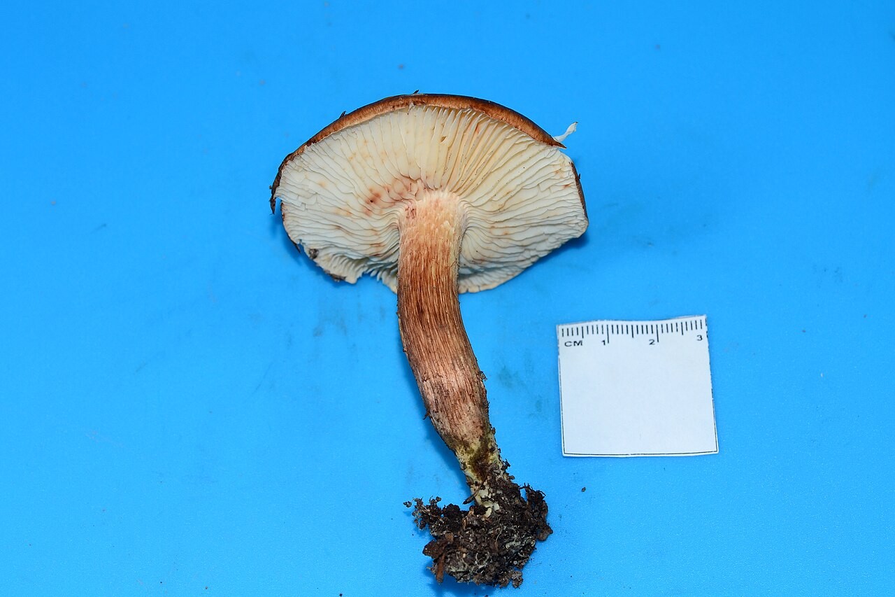 Gelbblättriger Ritterling – Tricholoma fulvum