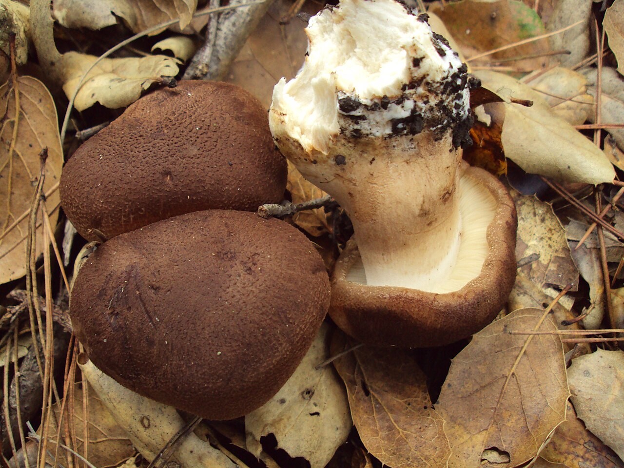Feinschuppiger Ritterling – Tricholoma imbricatum