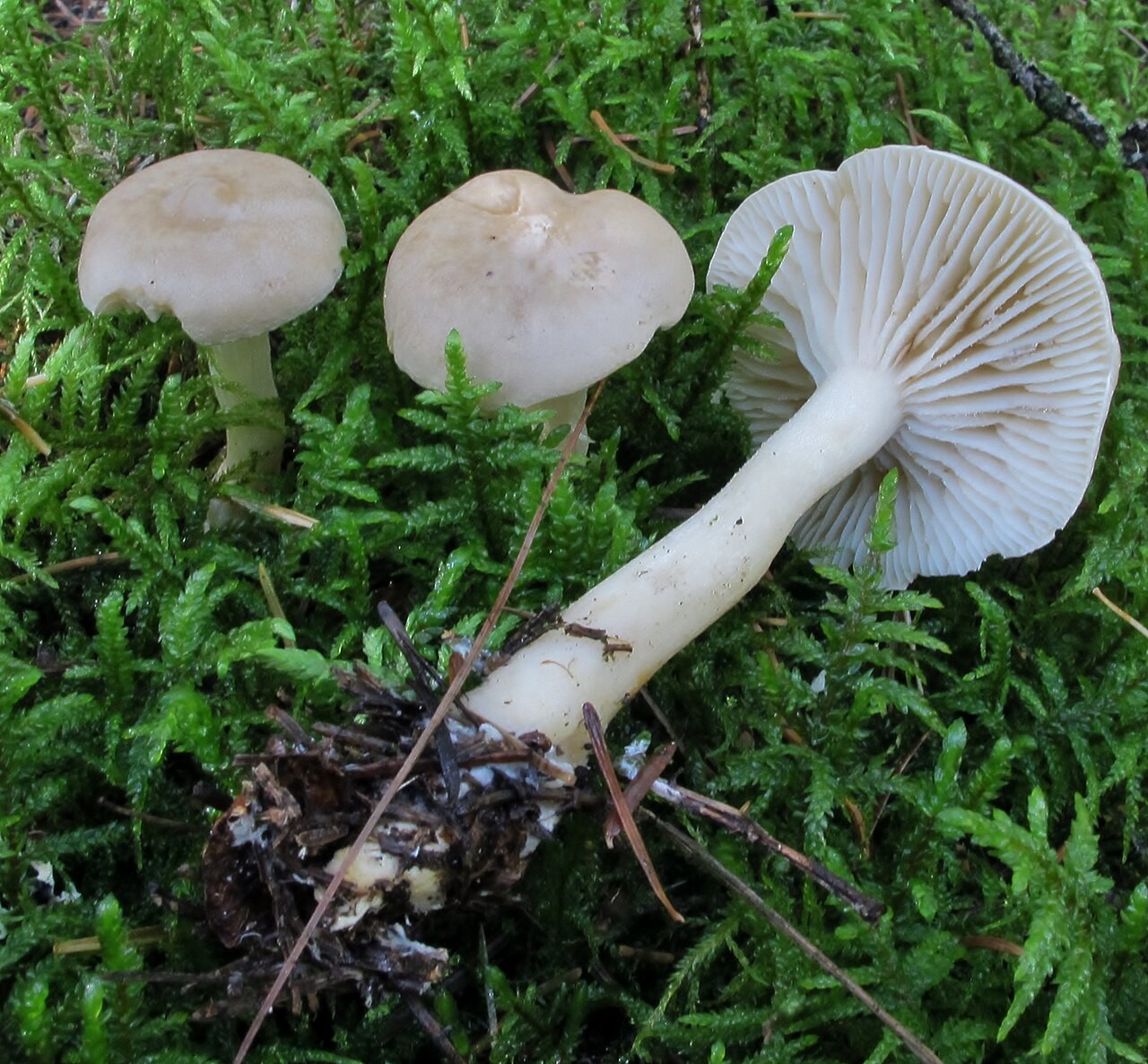 Lästiger Ritterling – Tricholoma inamoenum