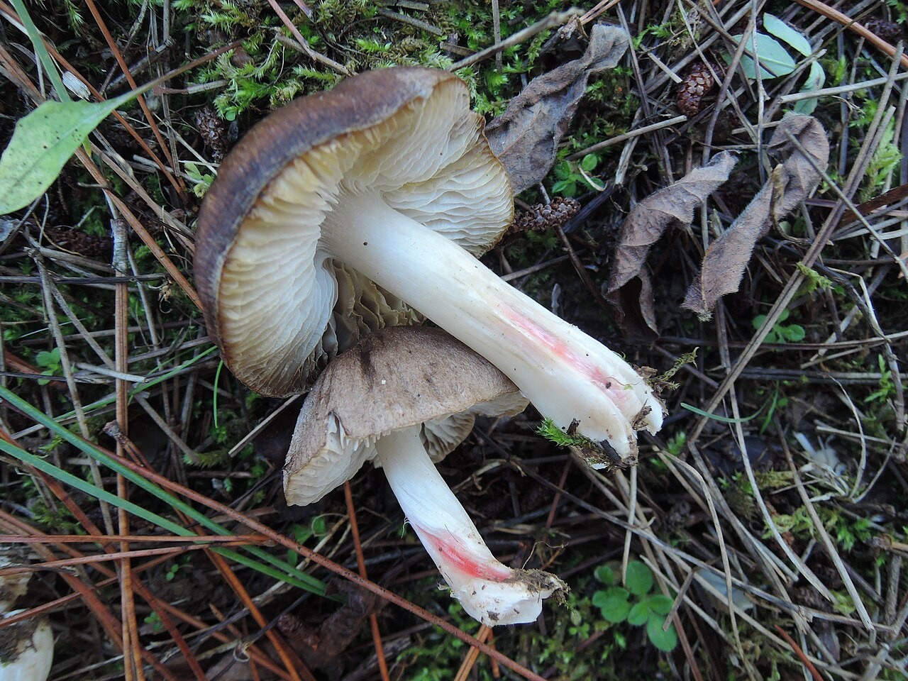 Rötender Ritterling – Tricholoma orirubens