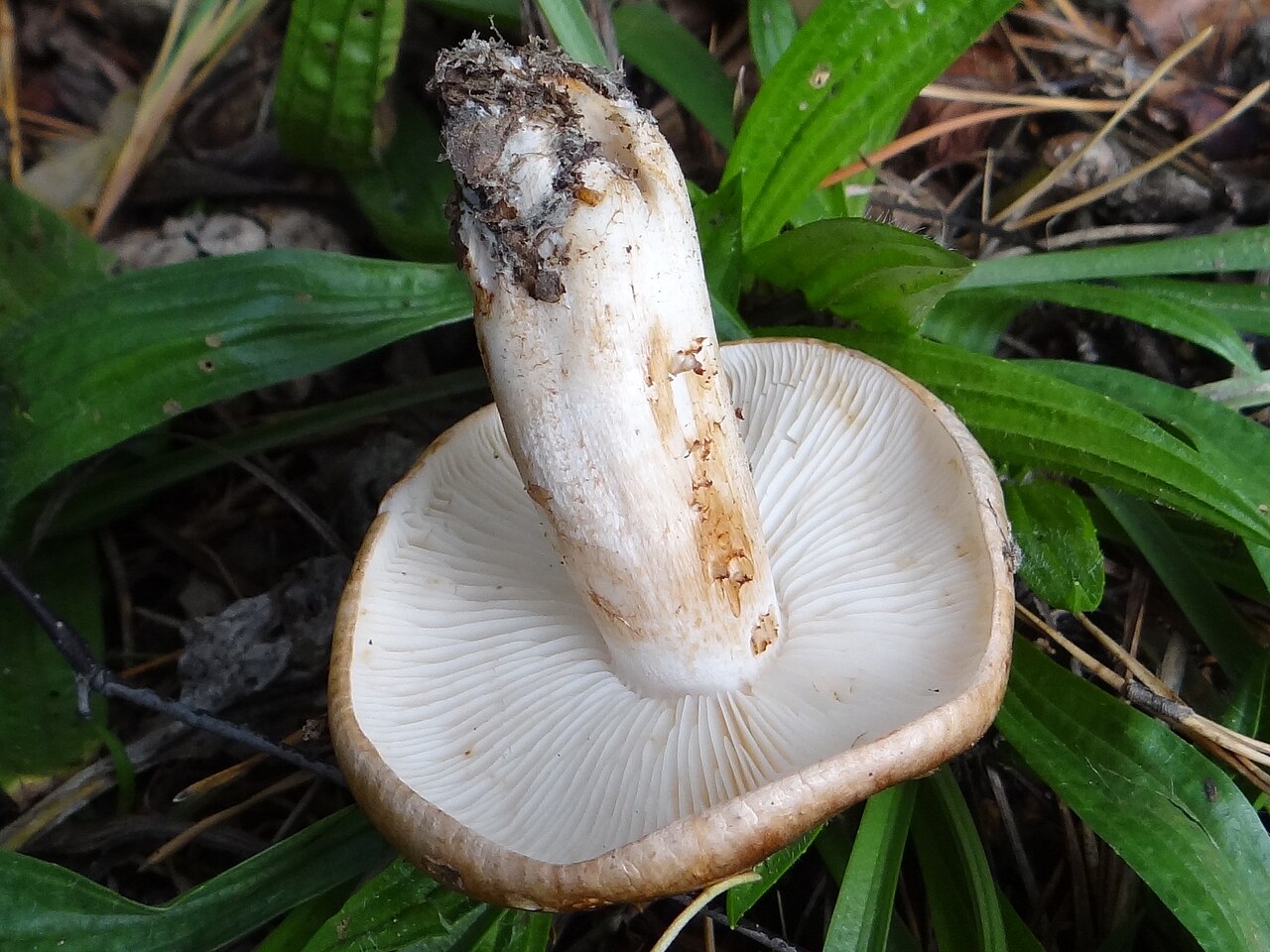 Getropfter Ritterling – Tricholoma pessundatum