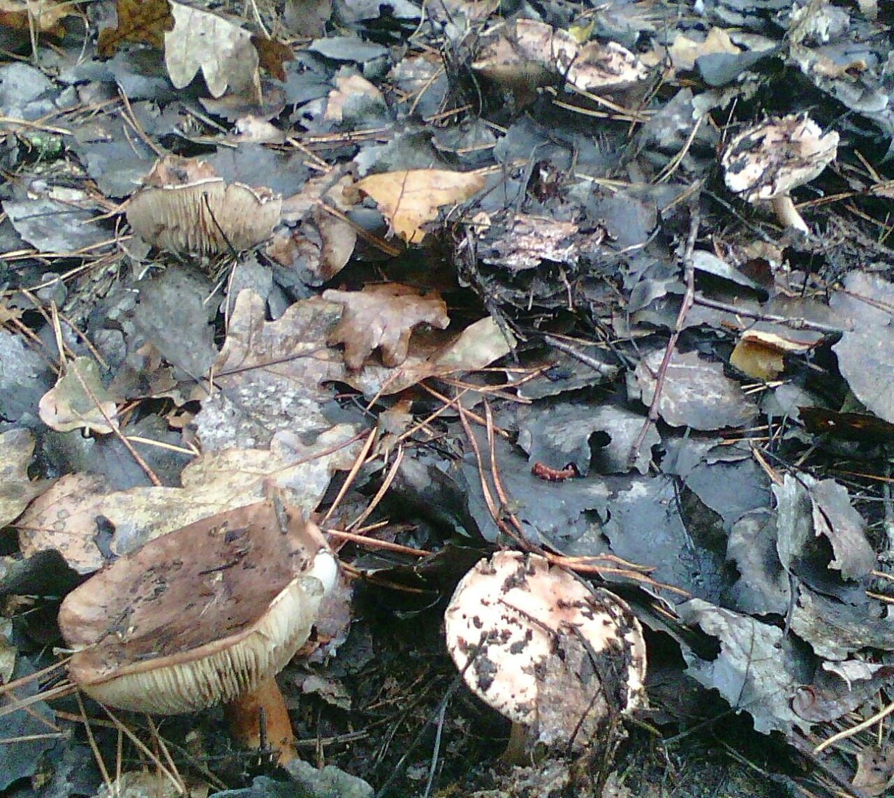 Pappel-Ritterling – Tricholoma populinum