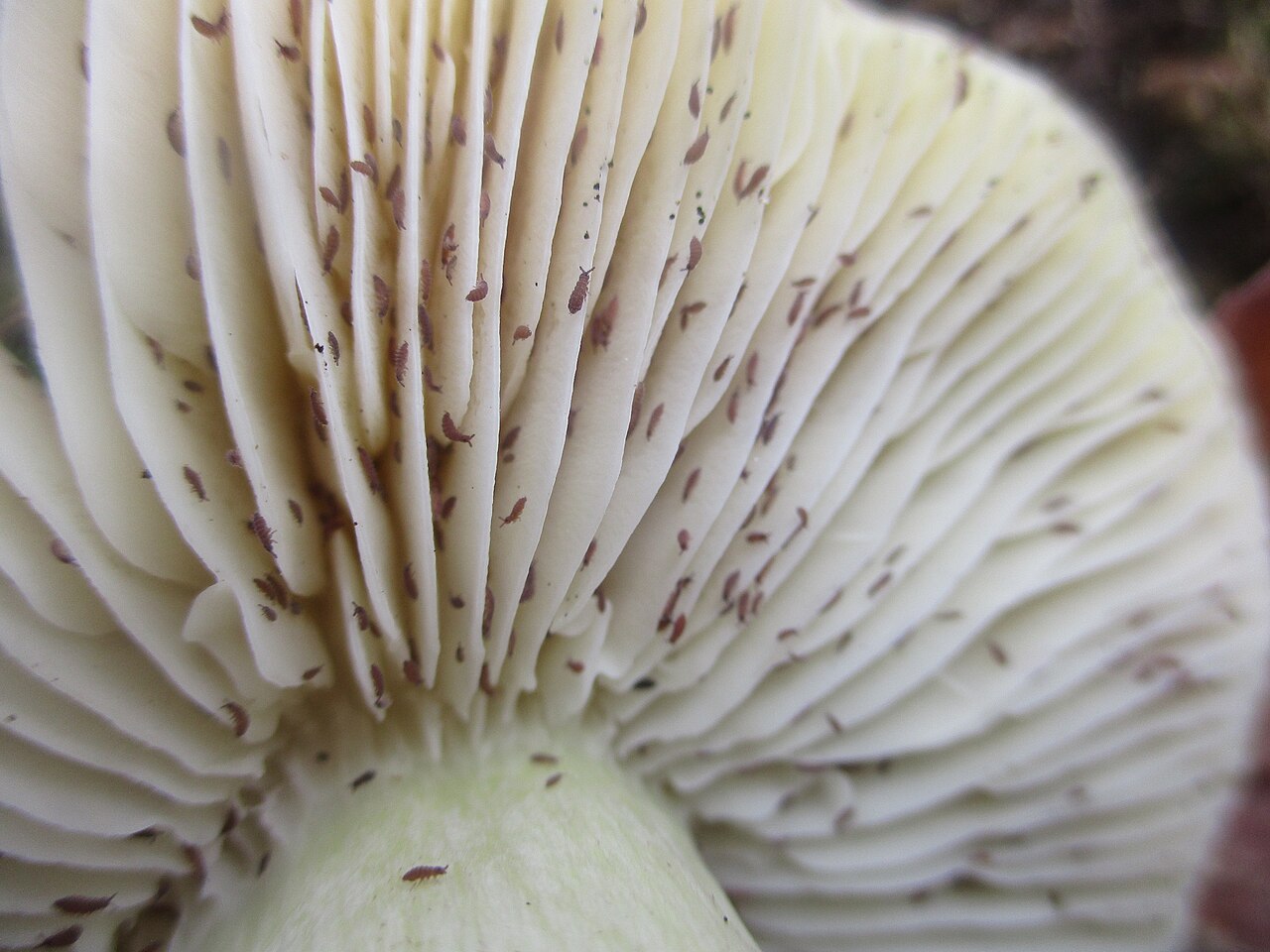 Sivka – Tricholoma portentosum