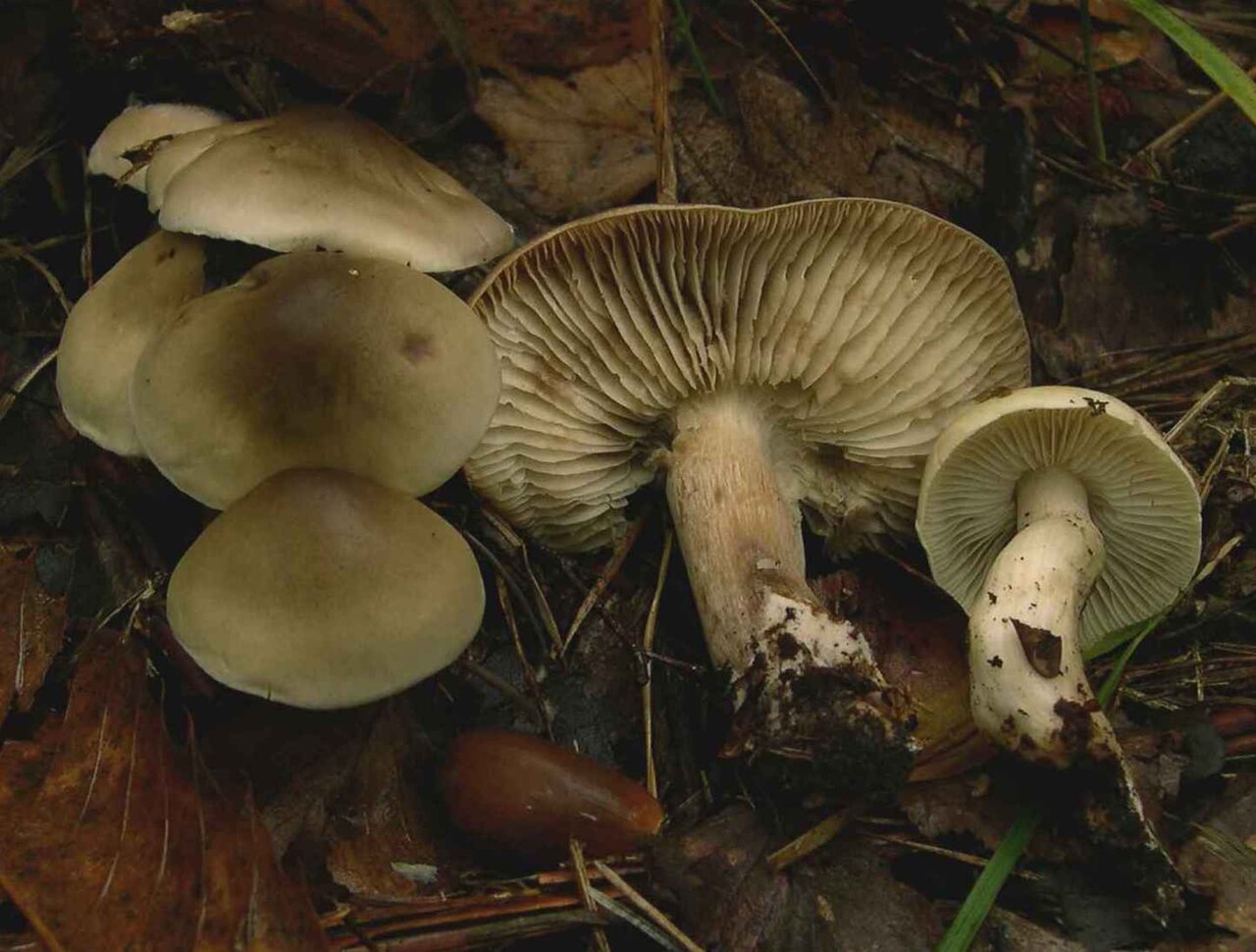 Soapy knight – Tricholoma saponaceum