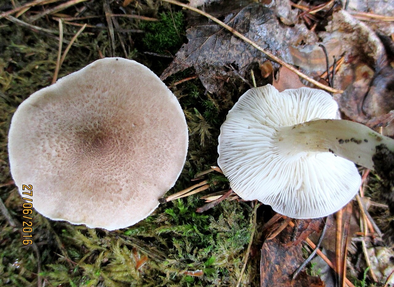 Gilbender Erdritterling – Tricholoma scalpturatum
