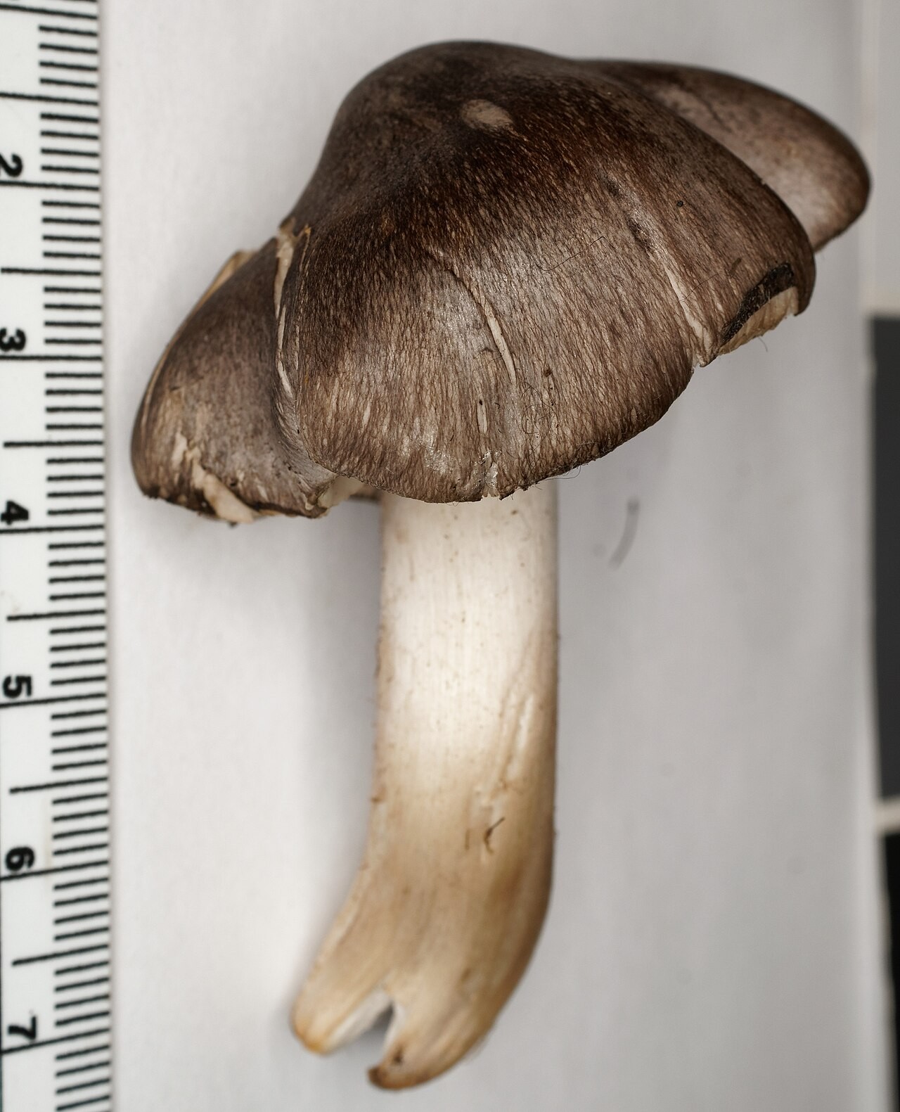 Beech knight – Tricholoma sciodes