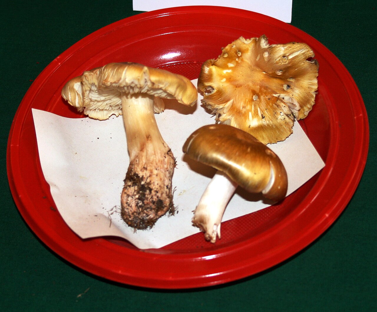 Deceiving knight – Tricholoma sejunctum