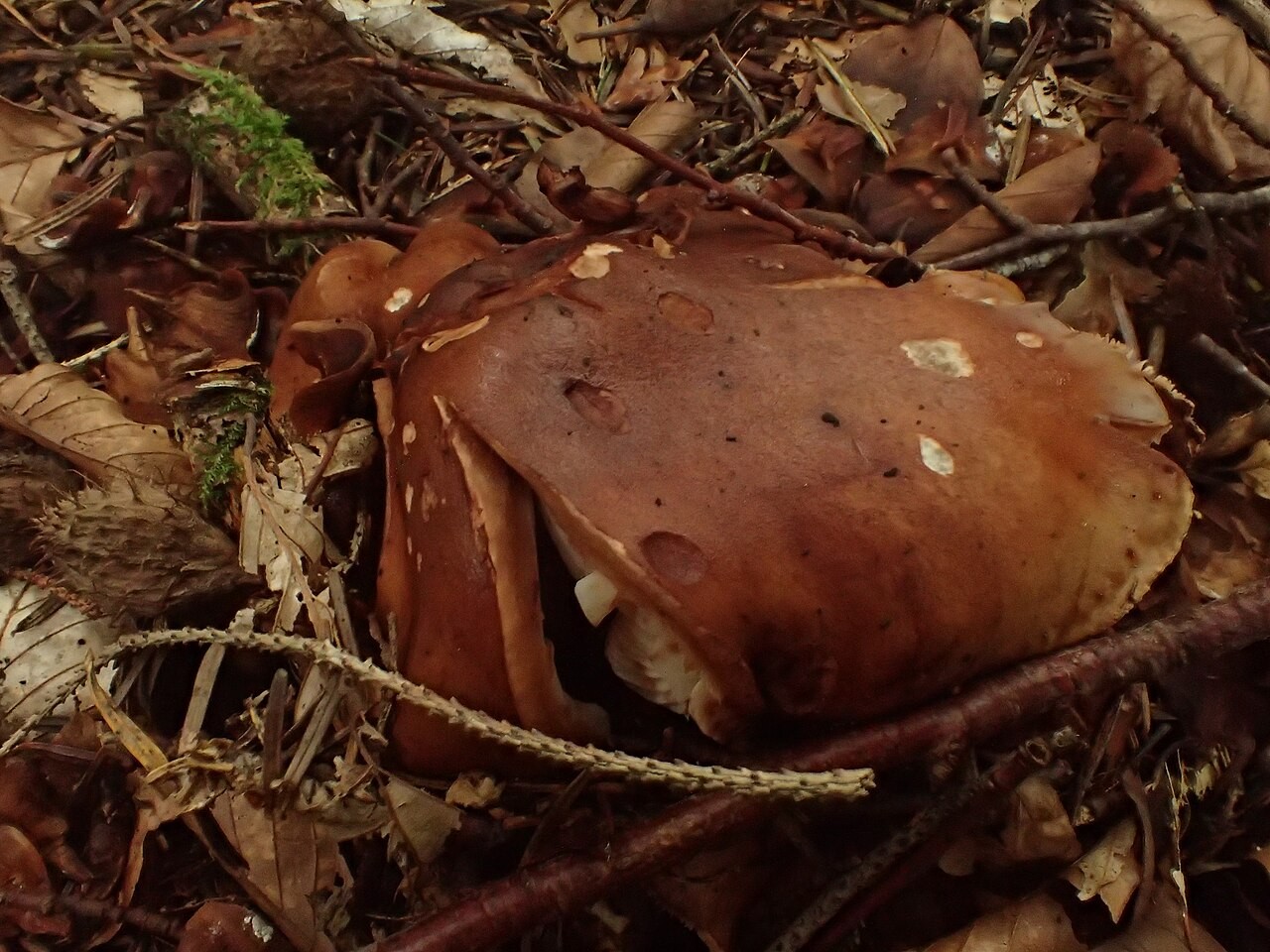 Brandiger Ritterling – Tricholoma ustale
