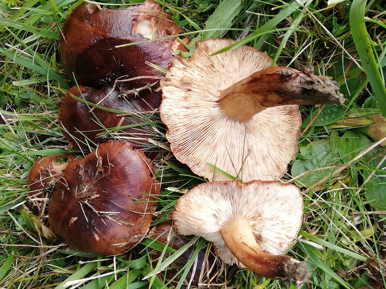 Schleimiger Ritterling – Tricholoma ustaloides