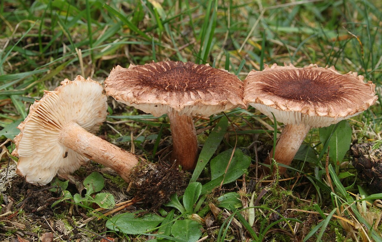 Fuchsiger Ritterling – Tricholoma vaccinum