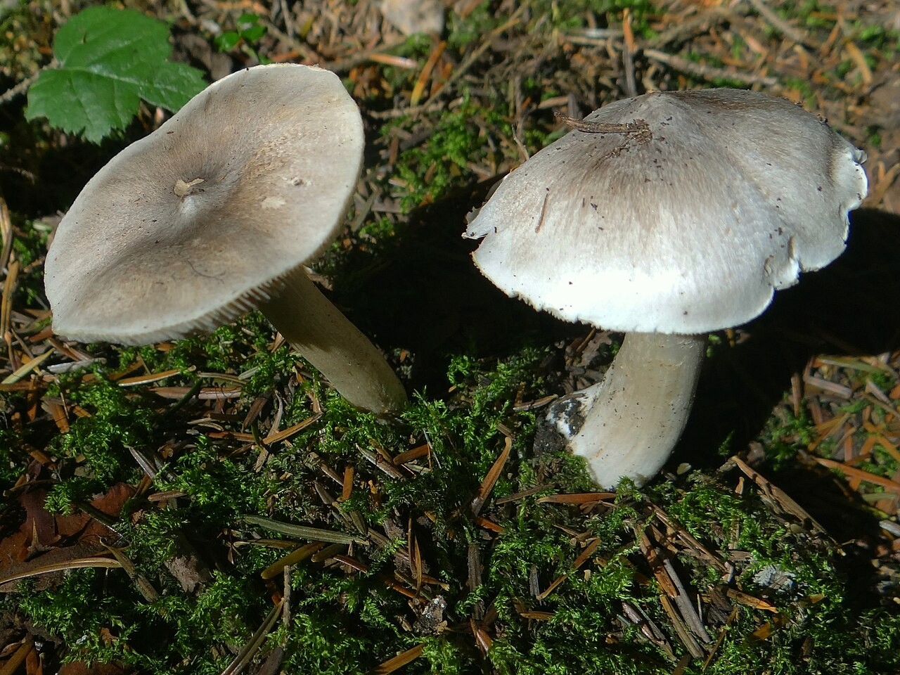 Brennender Ritterling – Tricholoma virgatum
