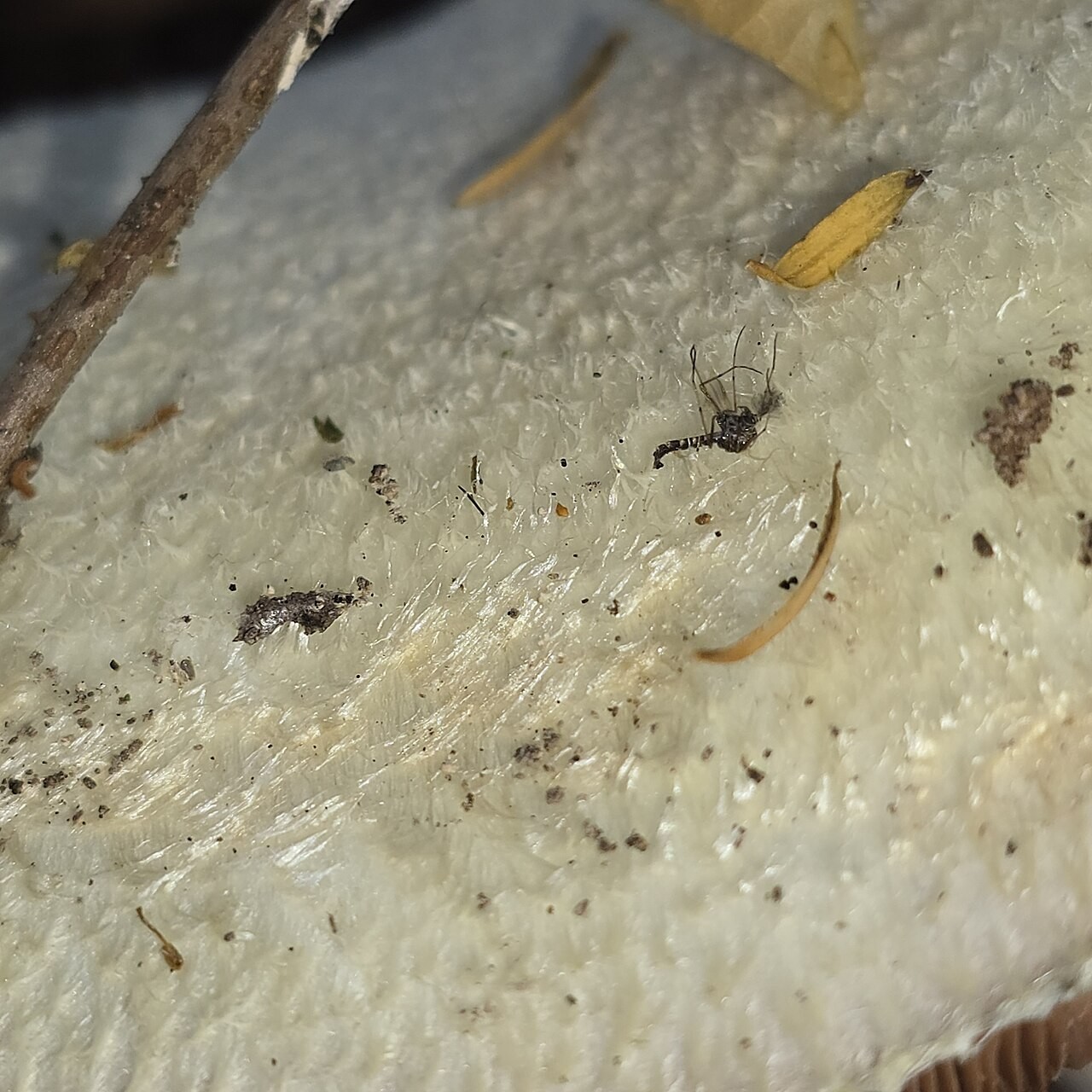 Wolliger Scheidling – Volvariella bombycina