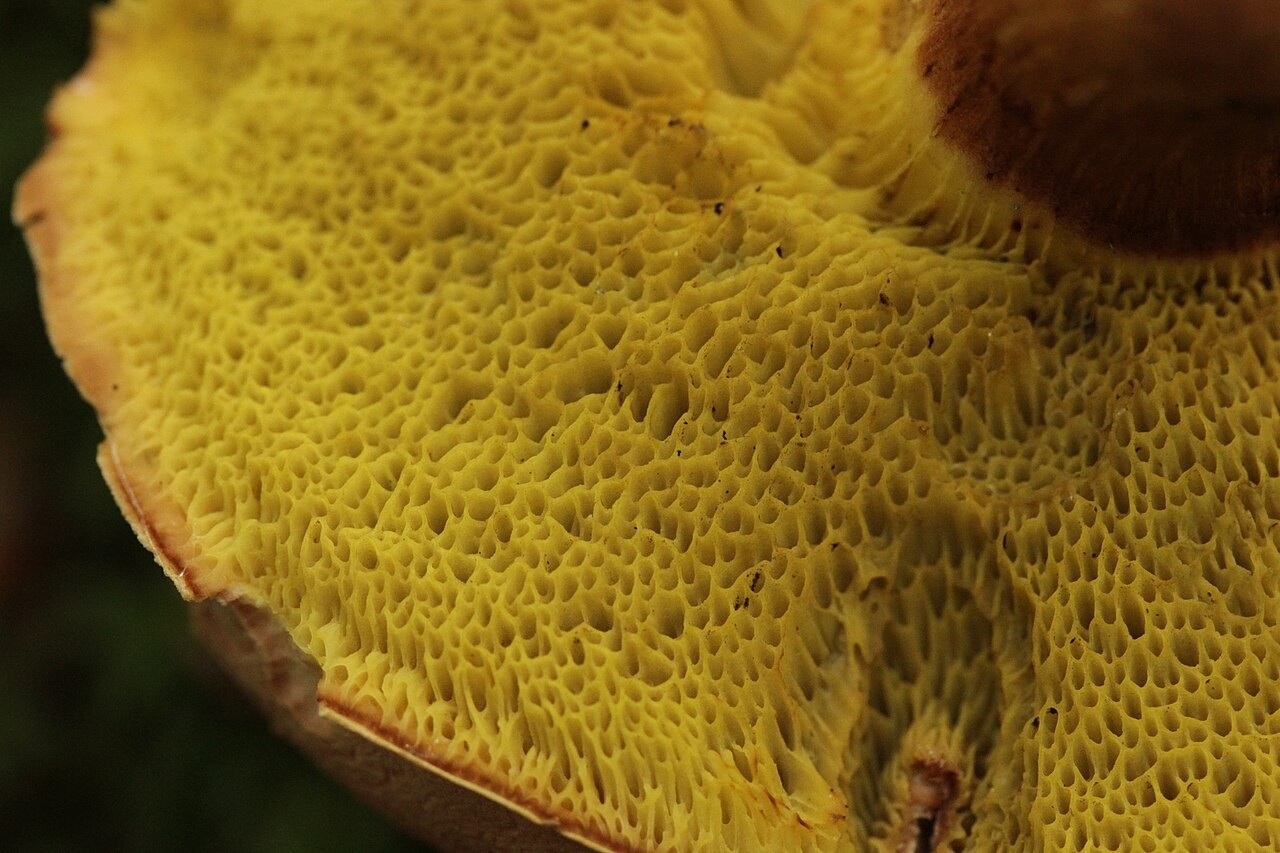 Topotrosni polstenec – Xerocomellus porosporus