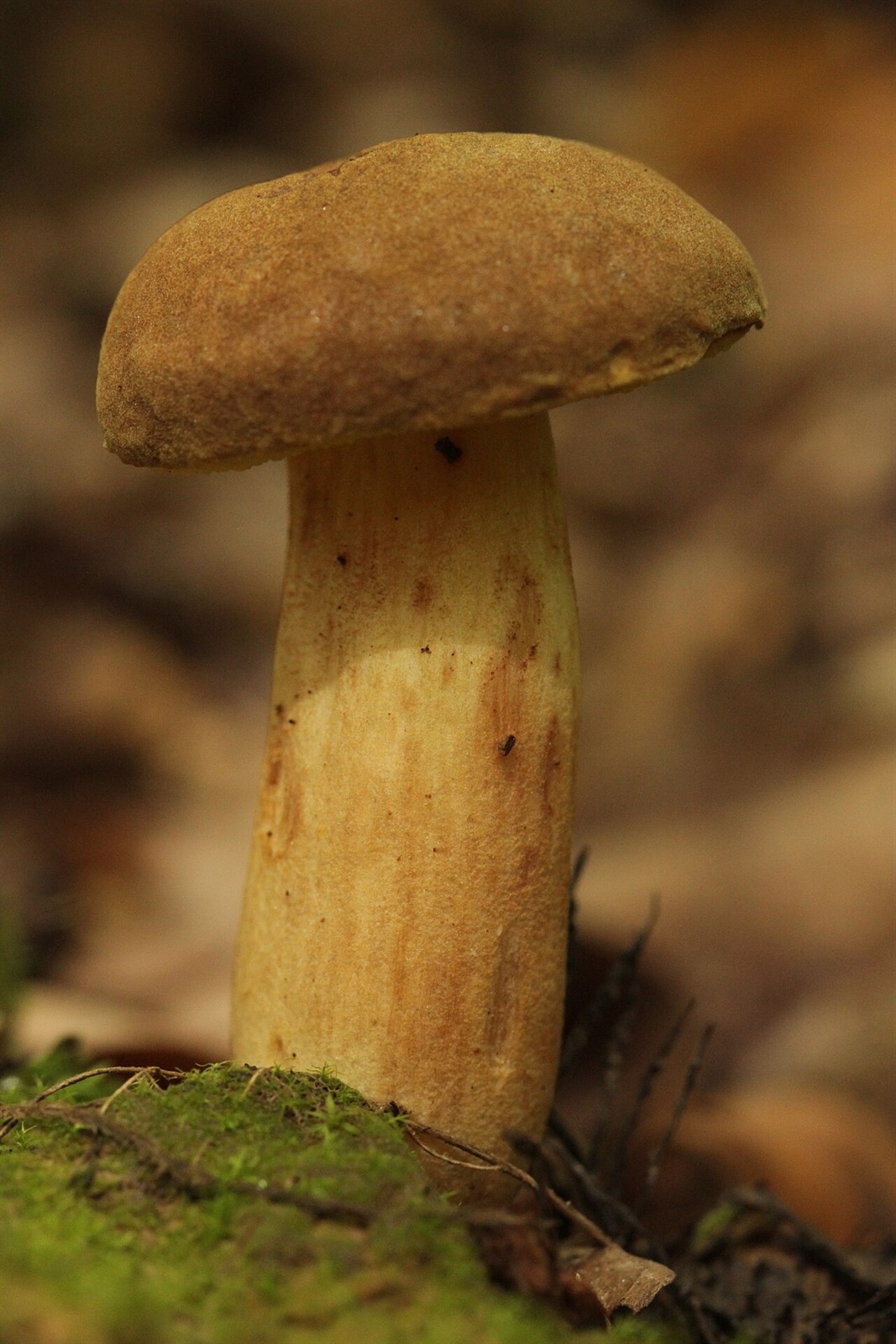 Bereifter Rotfußröhrling – Xerocomellus pruinatus