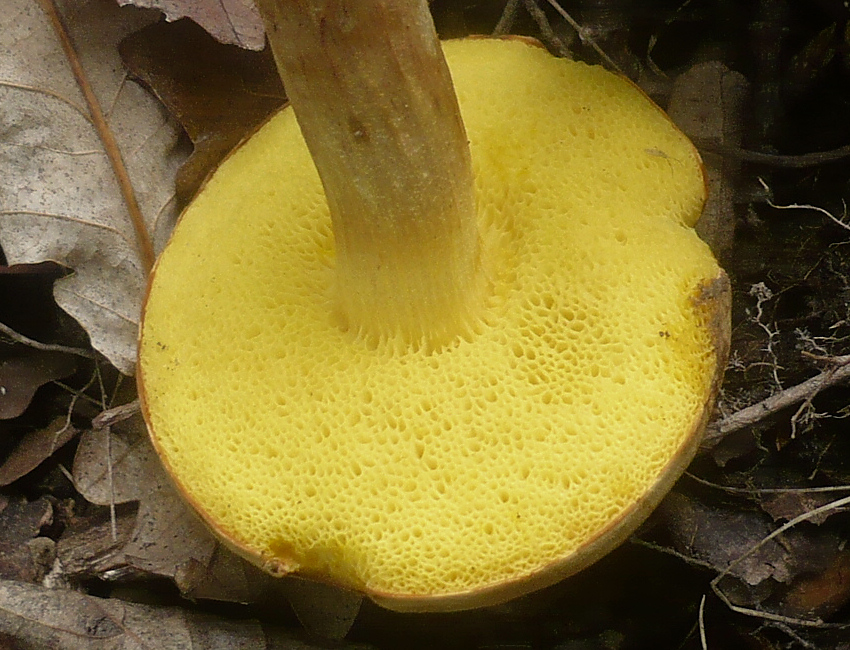 Ziegenlippe